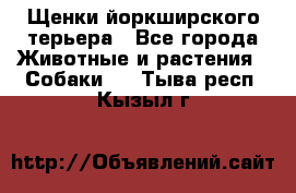 Щенки йоркширского терьера - Все города Животные и растения » Собаки   . Тыва респ.,Кызыл г.